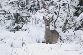 <p>SRNEC OBECNÝ (Capreolus capreolus) Šluknovsko - Harta /European roe deer - Reh/</p>